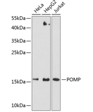 POMP Rabbit Polyclonal Antibody