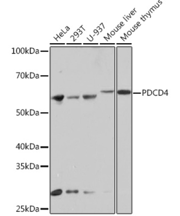 PDCD4 Rabbit Monoclonal Antibody