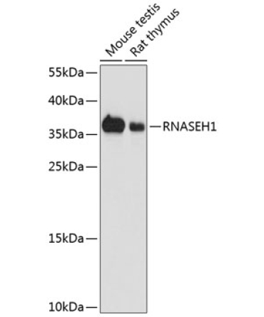 RNASEH1 Rabbit Polyclonal Antibody