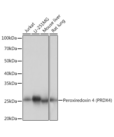 Peroxiredoxin 4 (PRDX4) Rabbit Monoclonal Antibody