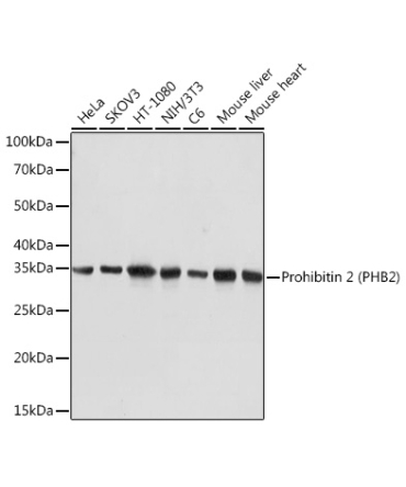 Prohibitin 2 (PHB2) Rabbit Monoclonal Antibody