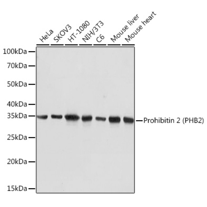 Prohibitin 2 (PHB2) Rabbit Monoclonal Antibody