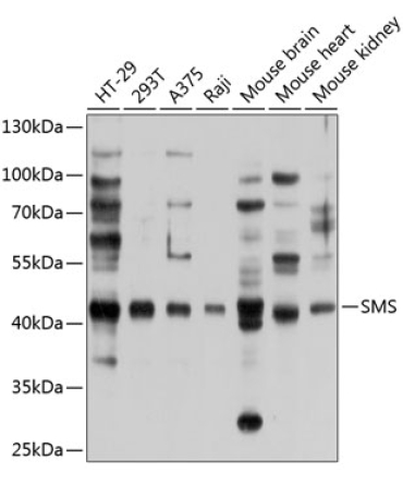 SMS Rabbit Polyclonal Antibody