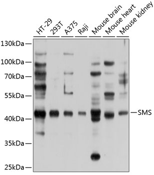 SMS Rabbit Polyclonal Antibody
