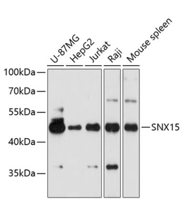 SNX15 Rabbit Polyclonal Antibody