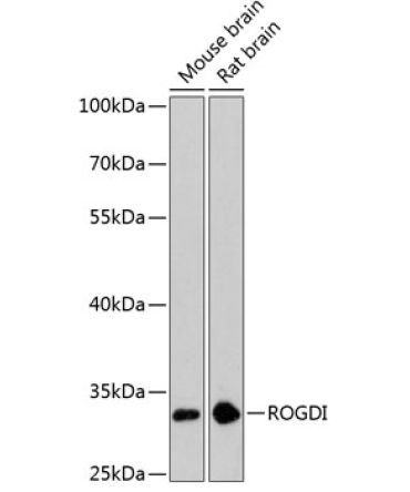 ROGDI Rabbit Polyclonal Antibody