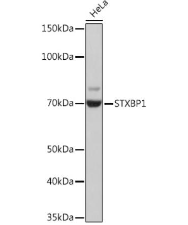 STXBP1 Rabbit Monoclonal Antibody
