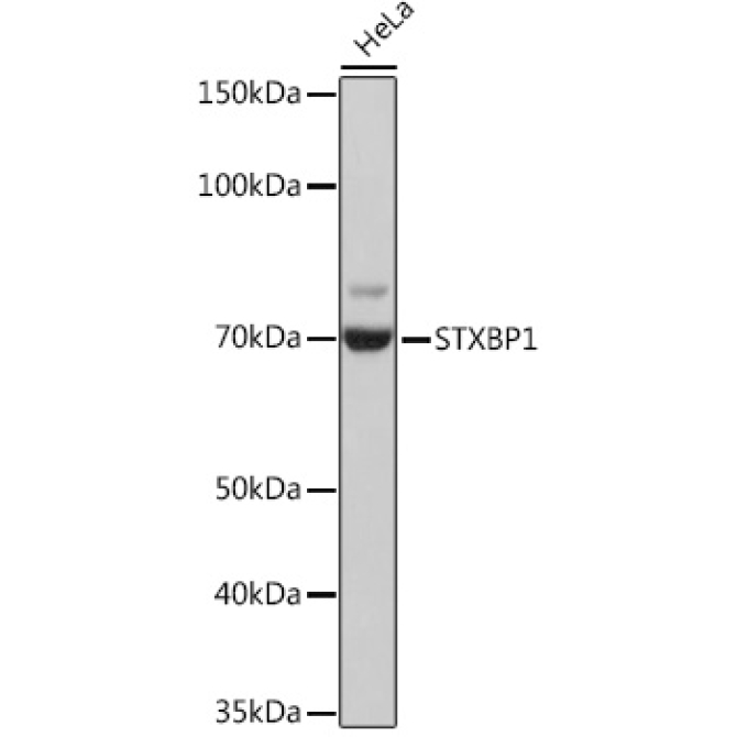 STXBP1 Rabbit Monoclonal Antibody