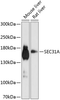 SEC31A Rabbit Polyclonal Antibody