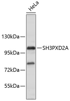 SH3PXD2A Rabbit Polyclonal Antibody