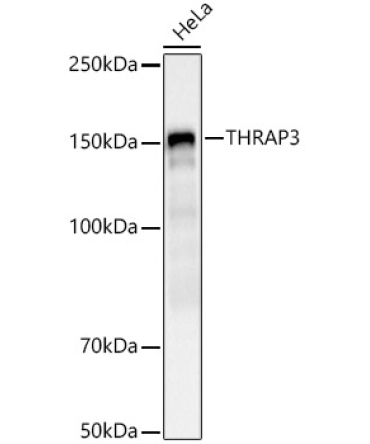 THRAP3 Rabbit Polyclonal Antibody