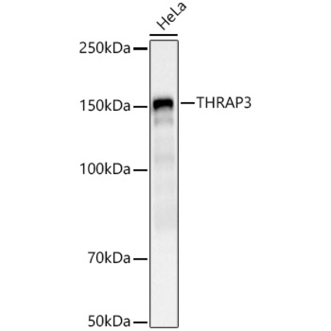 THRAP3 Rabbit Polyclonal Antibody