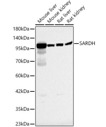 SARDH Rabbit Polyclonal Antibody