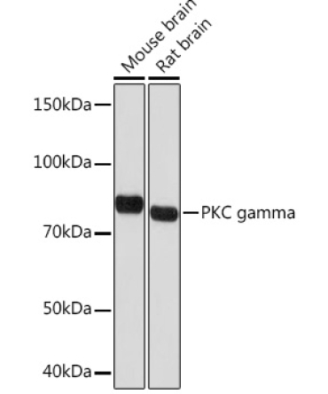 PKC gamma Rabbit Monoclonal Antibody