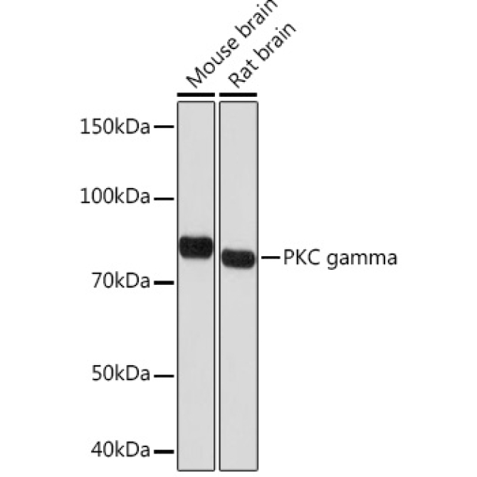 PKC gamma Rabbit Monoclonal Antibody