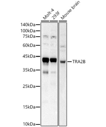 TRA2B Rabbit Polyclonal Antibody
