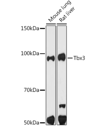Tbx3 Rabbit Monoclonal Antibody