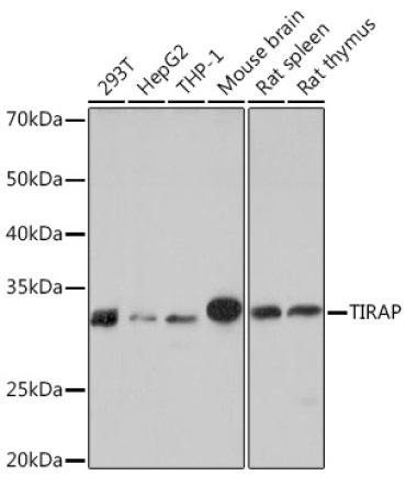 TIRAP Rabbit Monoclonal Antibody
