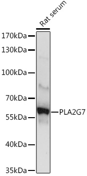 PLA2G7 Rabbit Polyclonal Antibody
