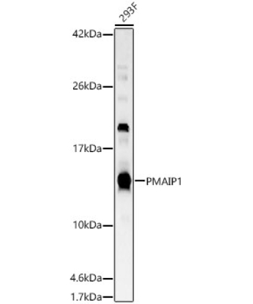 PMAIP1 Rabbit Polyclonal Antibody