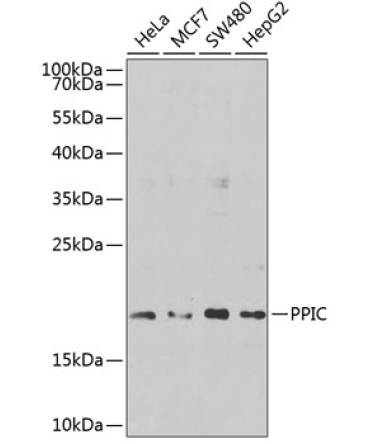 PPIC Rabbit Polyclonal Antibody