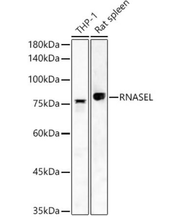RNASEL Rabbit Polyclonal Antibody