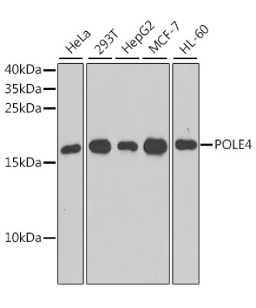 POLE4 Rabbit Polyclonal Antibody