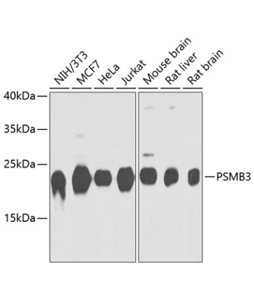 PSMB3 Rabbit Polyclonal Antibody