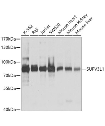 SUPV3L1 Rabbit Polyclonal Antibody