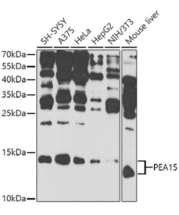 PEA15 Rabbit Polyclonal Antibody