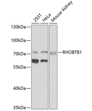 RHOBTB1 Rabbit Polyclonal Antibody