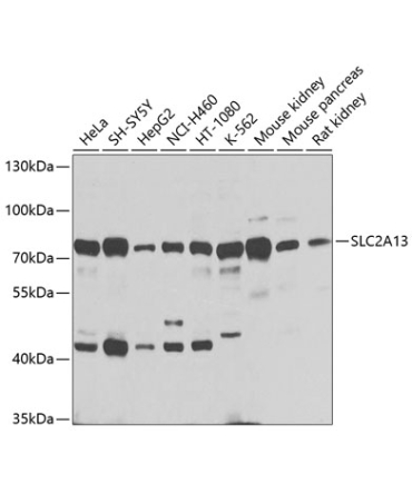 SLC2A13 Rabbit Polyclonal Antibody