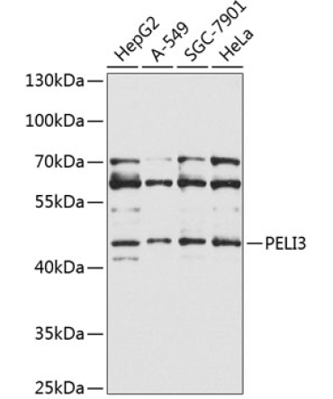 PELI3 Rabbit Polyclonal Antibody