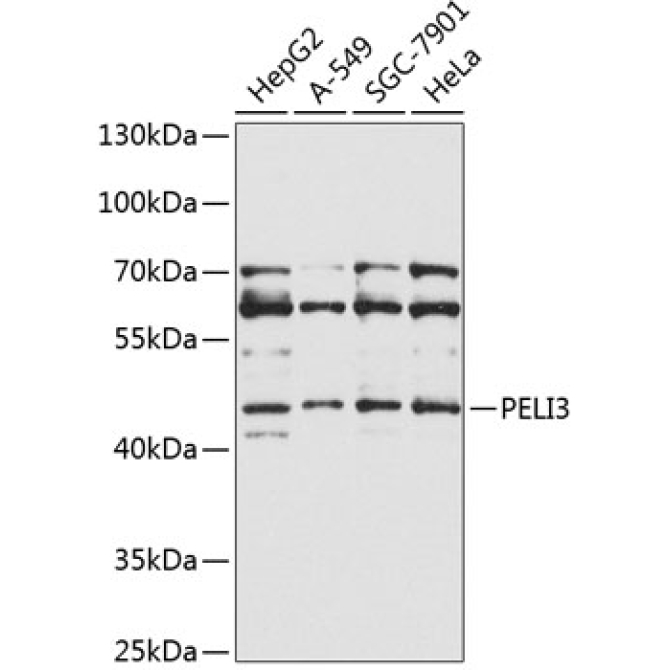 PELI3 Rabbit Polyclonal Antibody