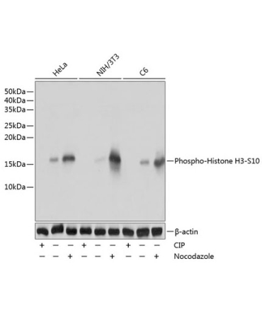 Phospho-Histone H3-S10 Rabbit Monoclonal Antibody