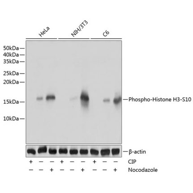 Phospho-Histone H3-S10 Rabbit Monoclonal Antibody