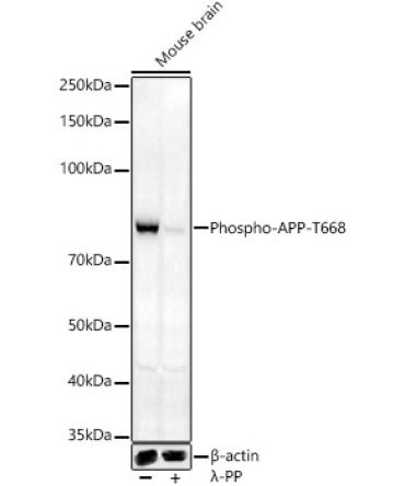 Phospho-APP-T668 Rabbit Polyclonal Antibody