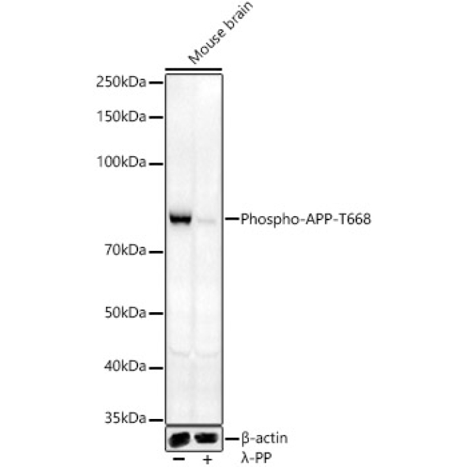 Phospho-APP-T668 Rabbit Polyclonal Antibody