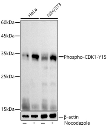 Phospho-CDK1-Y15 Rabbit Polyclonal Antibody