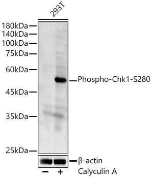 Phospho-Chk1-S280 Rabbit Polyclonal Antibody