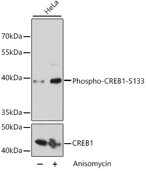 Phospho-CREB1-S133 Rabbit Polyclonal Antibody