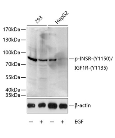 Phospho-INSR-Y1150/IGF1R-Y1135 Rabbit Polyclonal Antibody