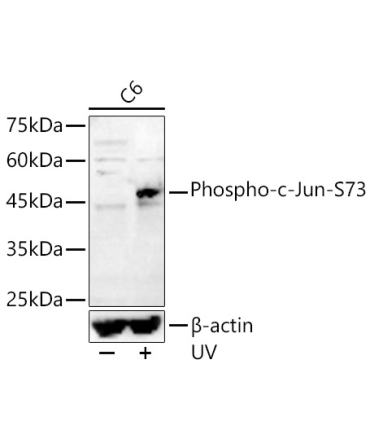 Phospho-c-Jun-S73 Rabbit Polyclonal Antibody