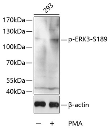 Phospho-ERK3-S189 Rabbit Polyclonal Antibody