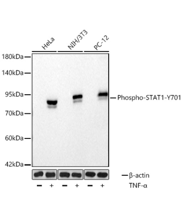 Phospho-STAT1-Y701 Rabbit Monoclonal Antibody