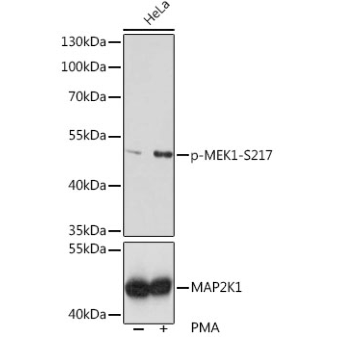 Phospho-MEK1-S217 Rabbit Polyclonal Antibody