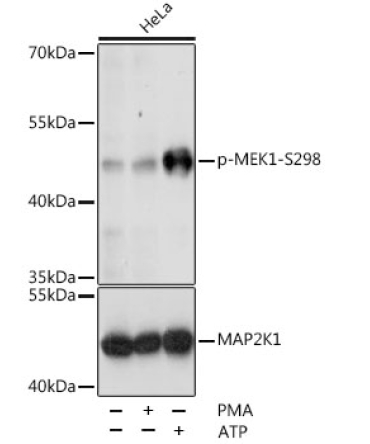 Phospho-MEK1-S298 Rabbit Polyclonal Antibody