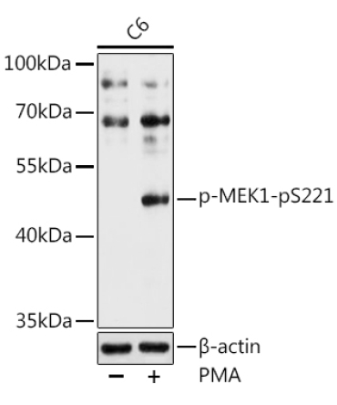 Phospho-MEK1-pS221 Rabbit Polyclonal Antibody