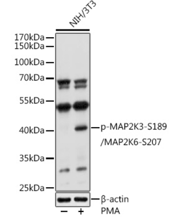 Phospho-MAP2K3-S189/MAP2K6-S207 Rabbit Polyclonal Antibody