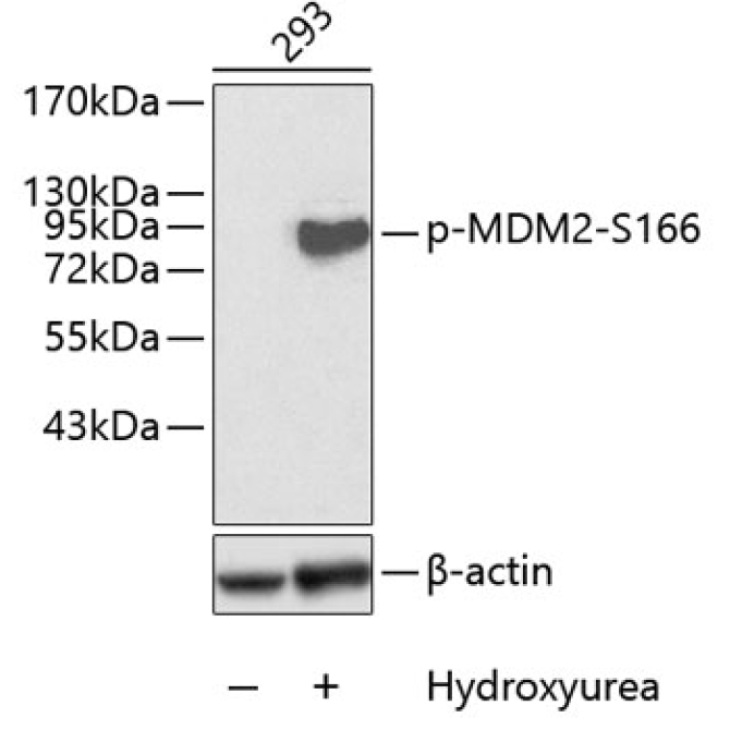 Phospho-MDM2-S166 Rabbit Polyclonal Antibody